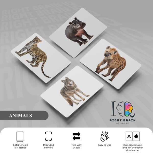 animals