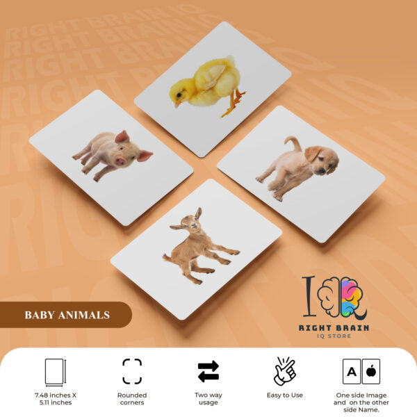 BABY ANIMALS