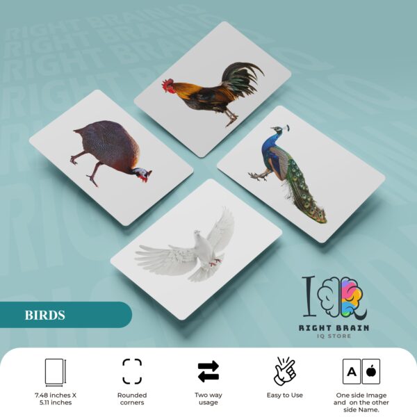 BIRDS