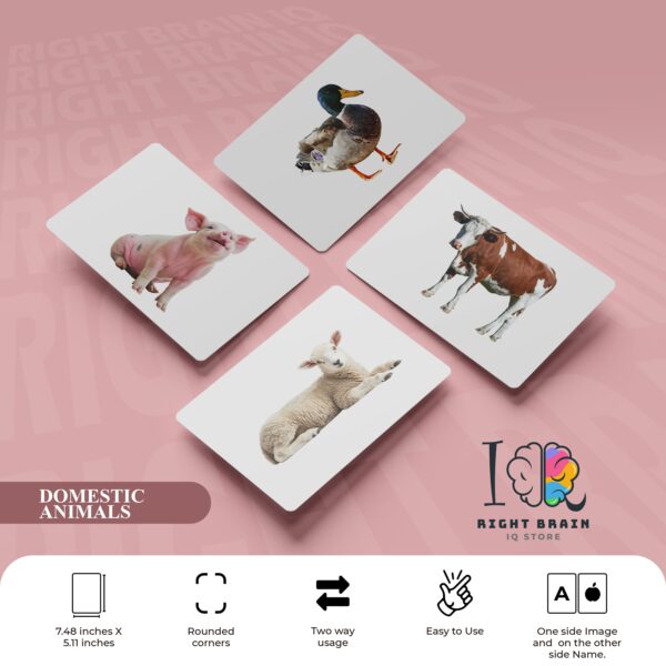 DOMESTIC ANIMALS