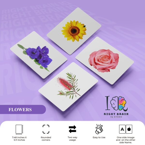 JUMBO CARDS