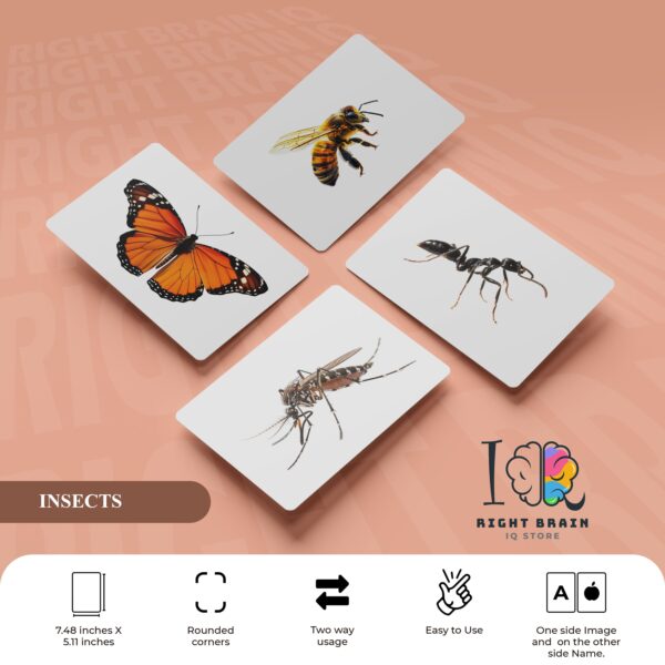 INSECT