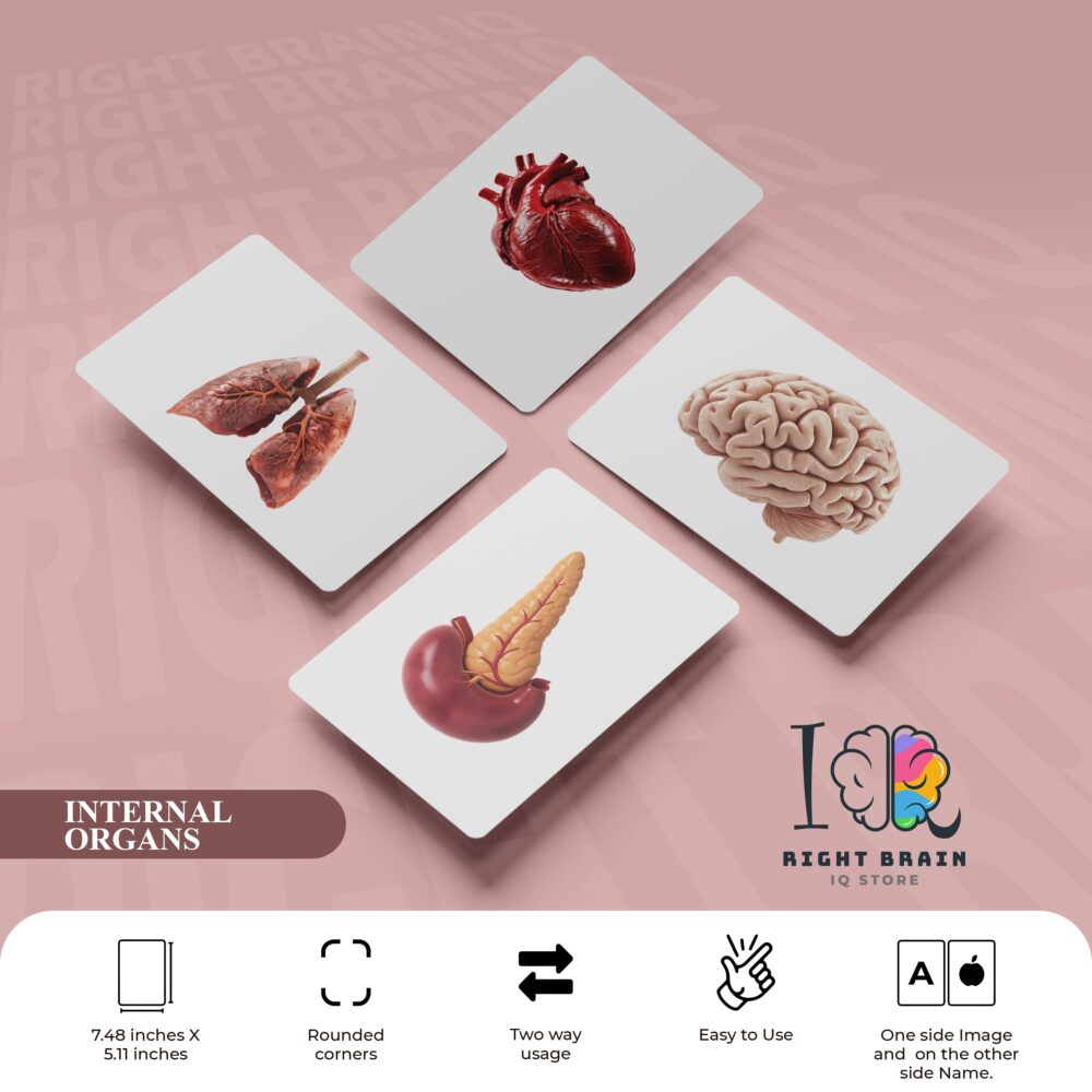 INTERNAL ORGANS