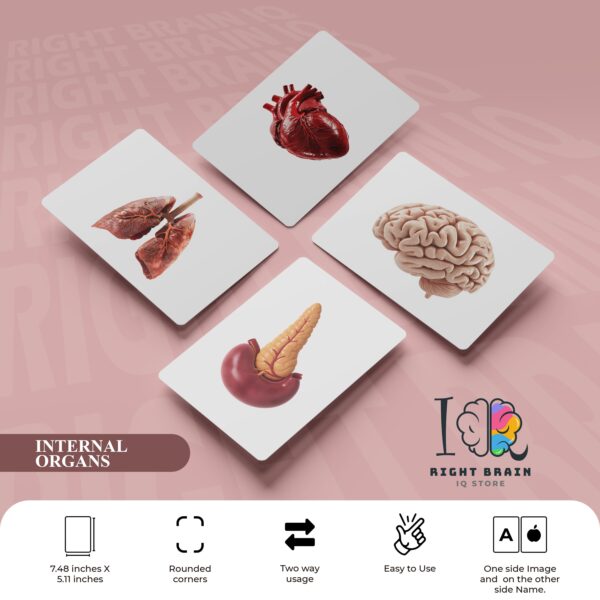 INTERNAL ORGANS