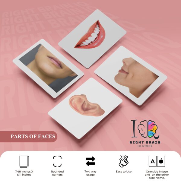 PARTS OF FACES