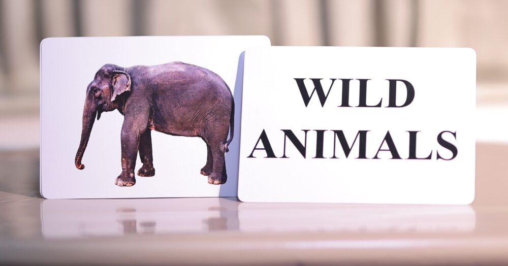WILD ANIMALS