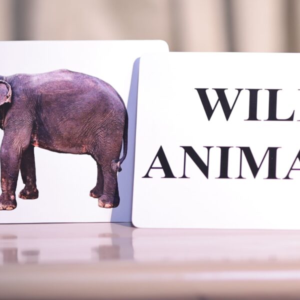 WILD ANIMALS