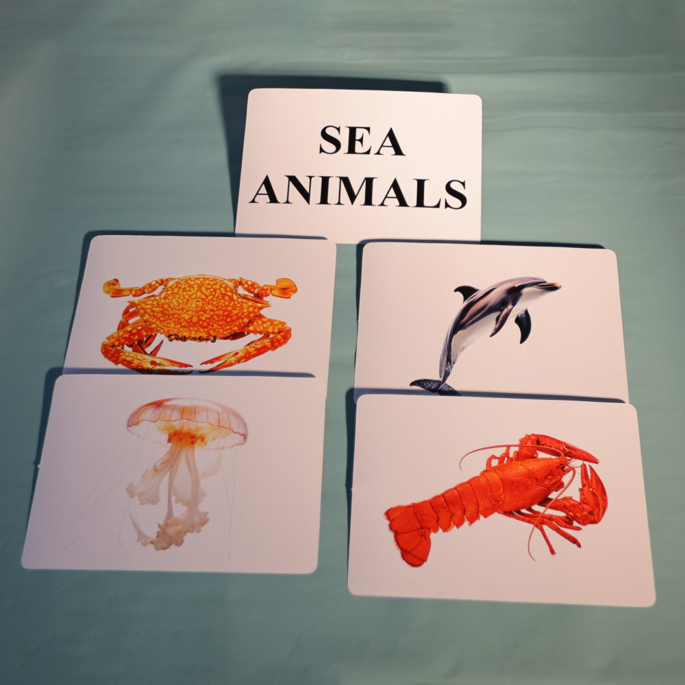 SEA ANIMALS - Image 4