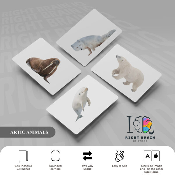 ARTIC ANIMALS