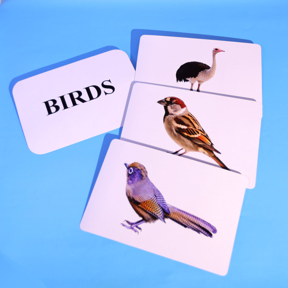 Birds - Image 4