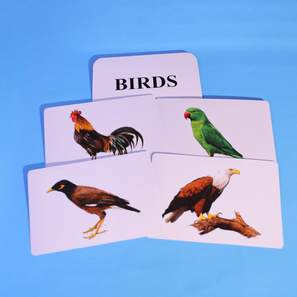Birds - Image 3