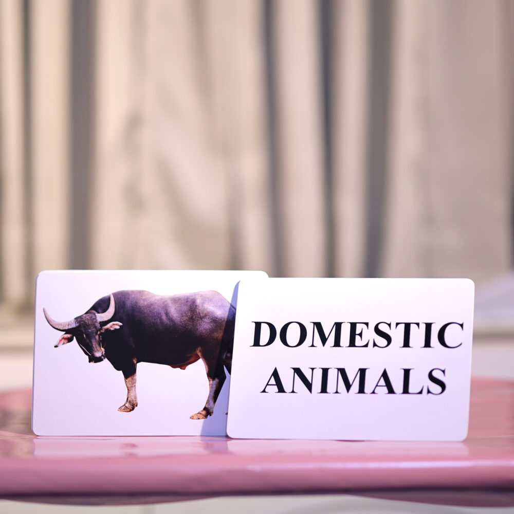 DOMESTIC ANIMALS - Image 2