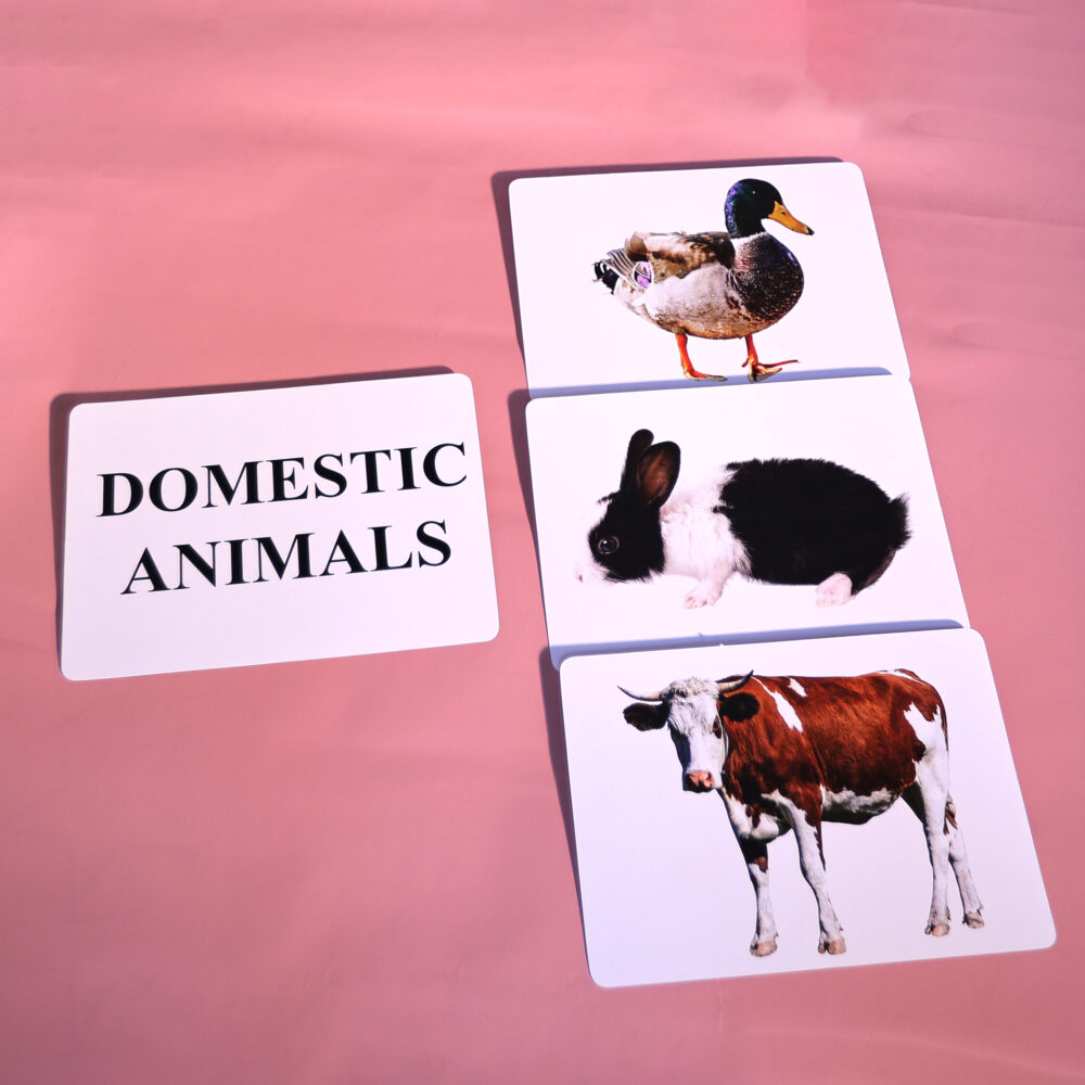 DOMESTIC ANIMALS - Image 4