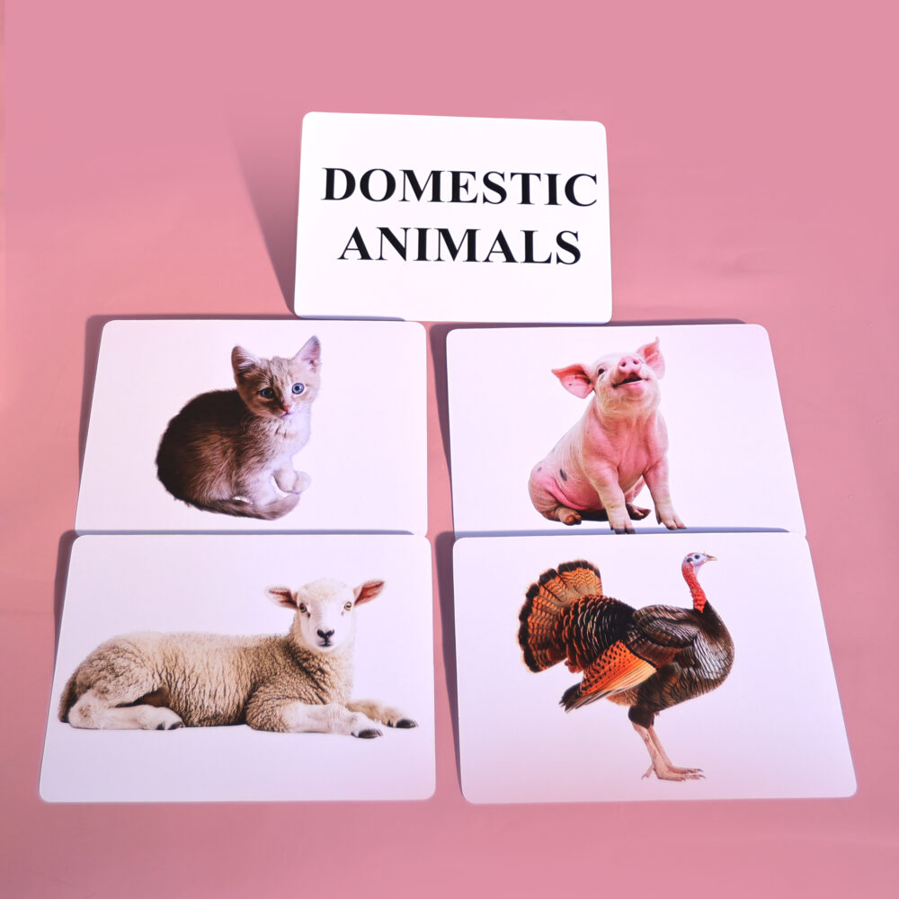 DOMESTIC ANIMALS - Image 3
