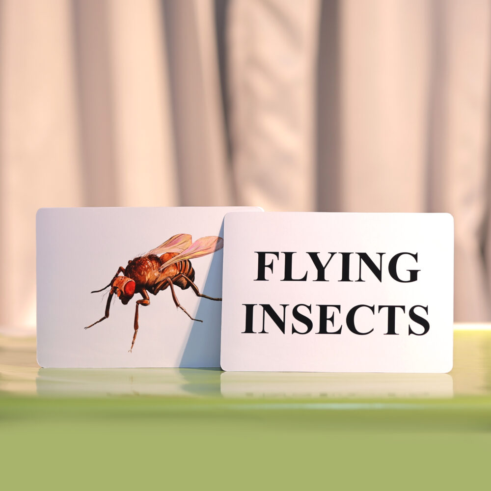 FLYING INSECTS - Image 2