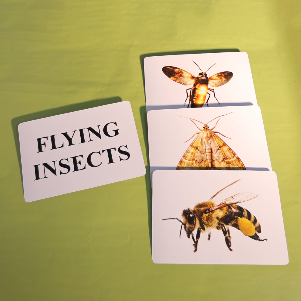 FLYING INSECTS - Image 4