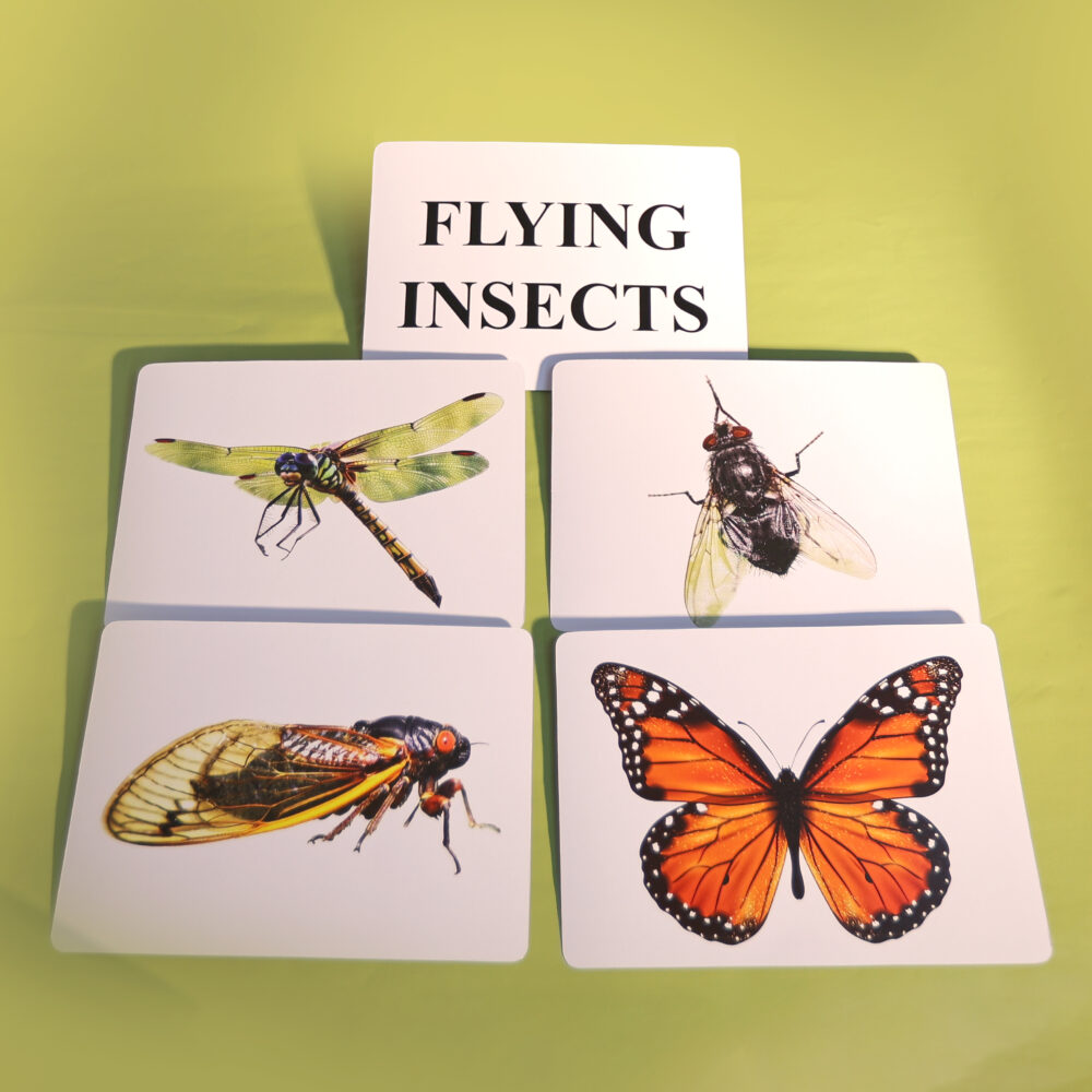 FLYING INSECTS - Image 3
