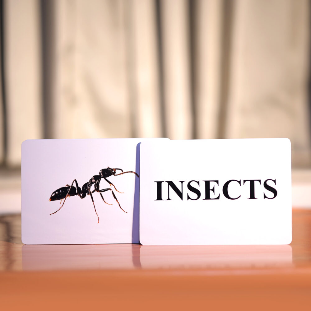 INSECT - Image 2