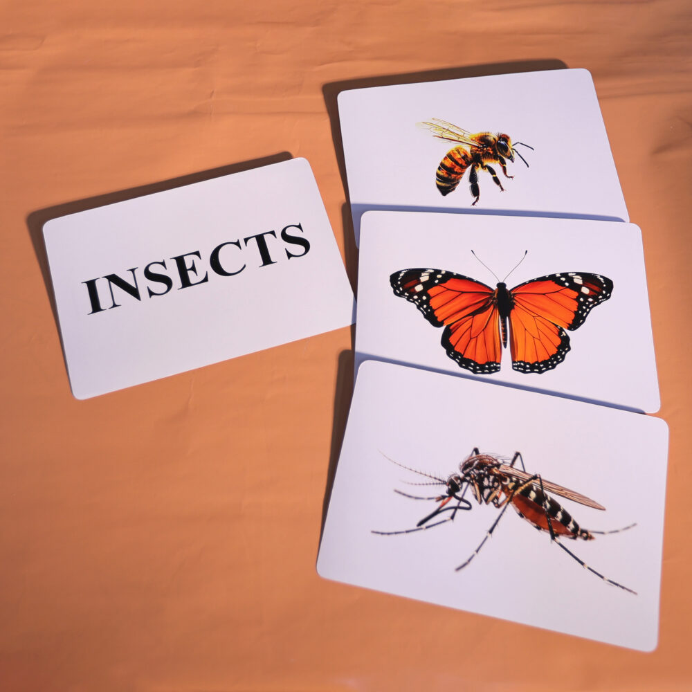 INSECT - Image 4