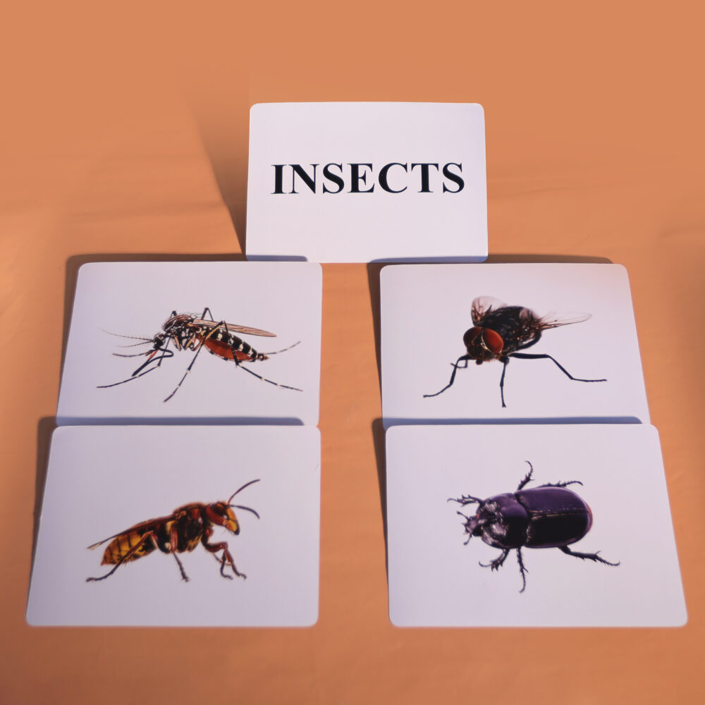 INSECT - Image 3