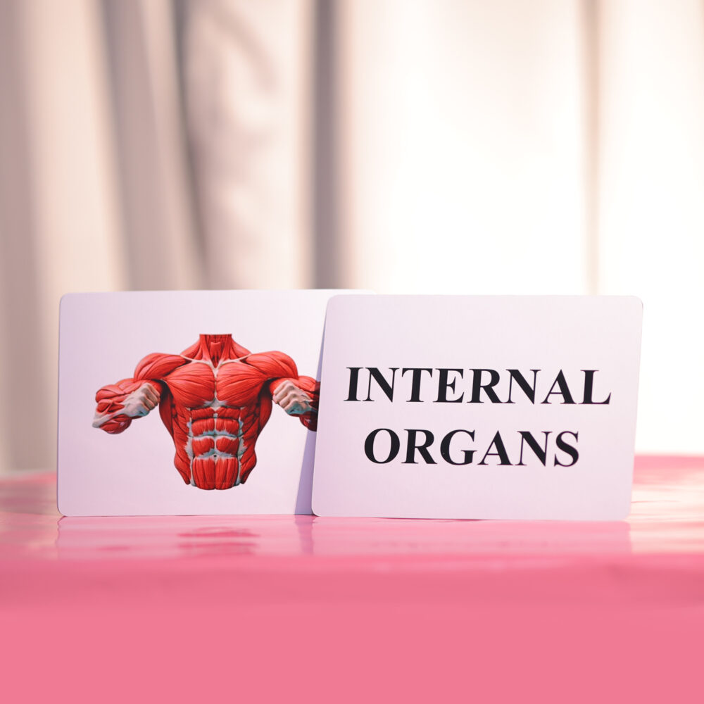 INTERNAL ORGANS - Image 4