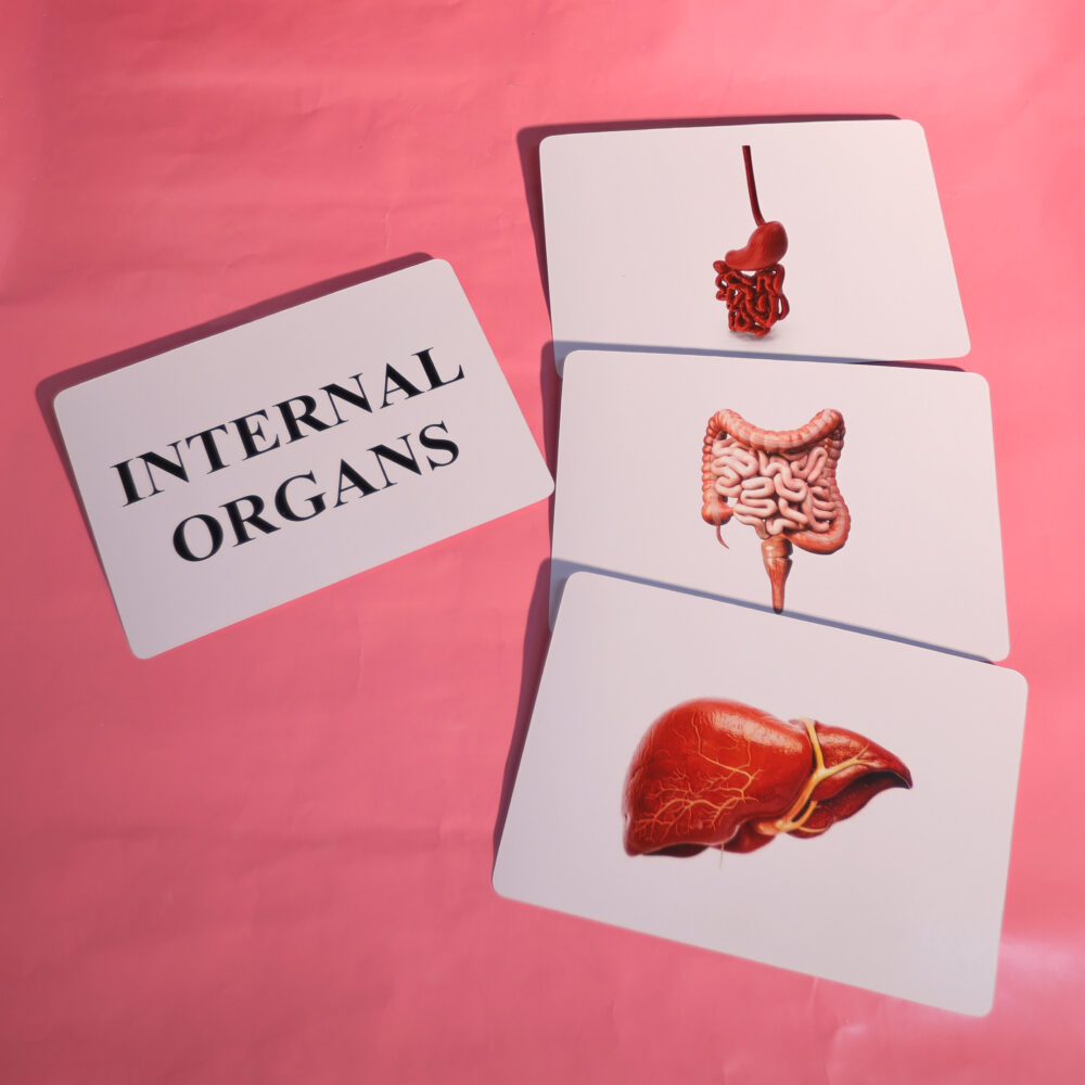 INTERNAL ORGANS - Image 3