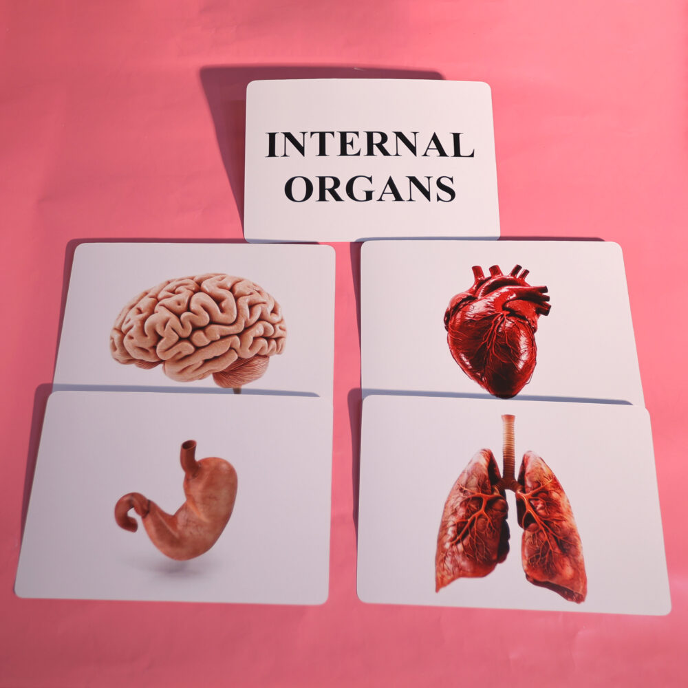 INTERNAL ORGANS - Image 2