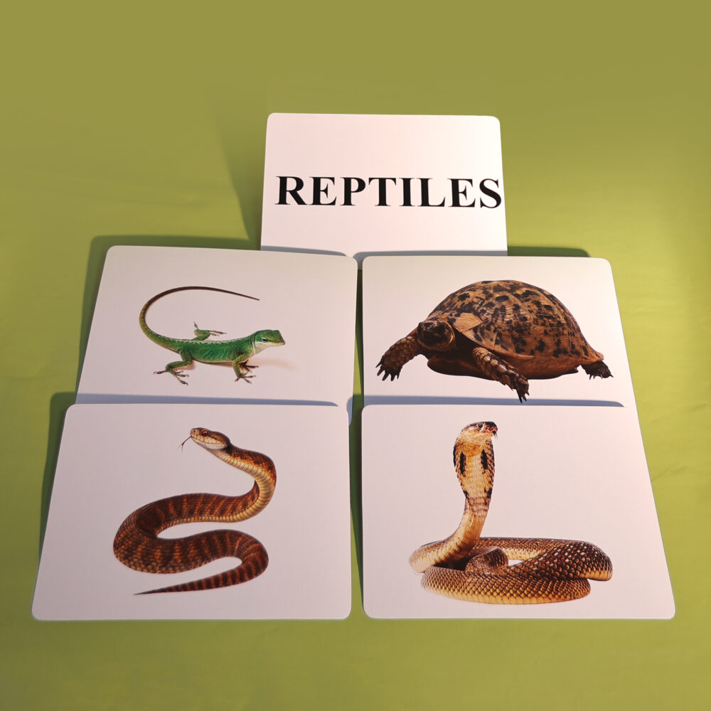REPTILES - Image 4