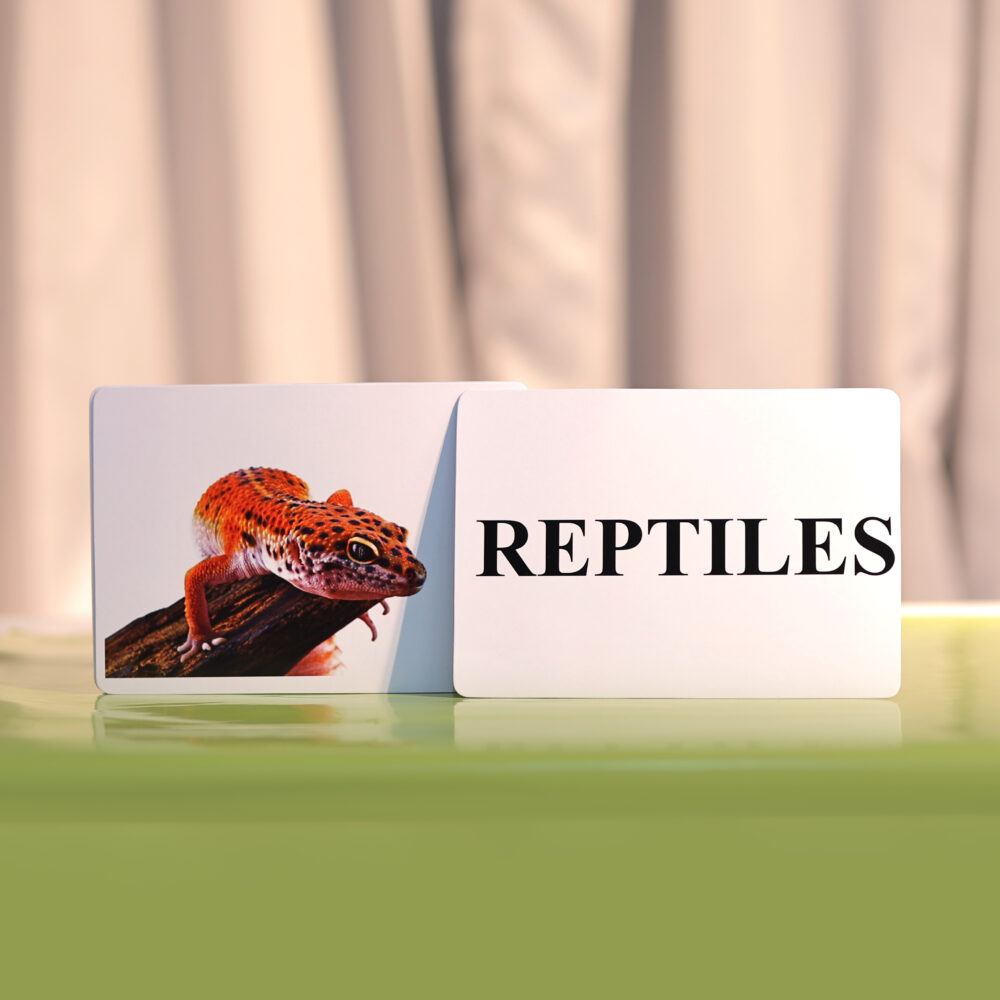 REPTILES - Image 2