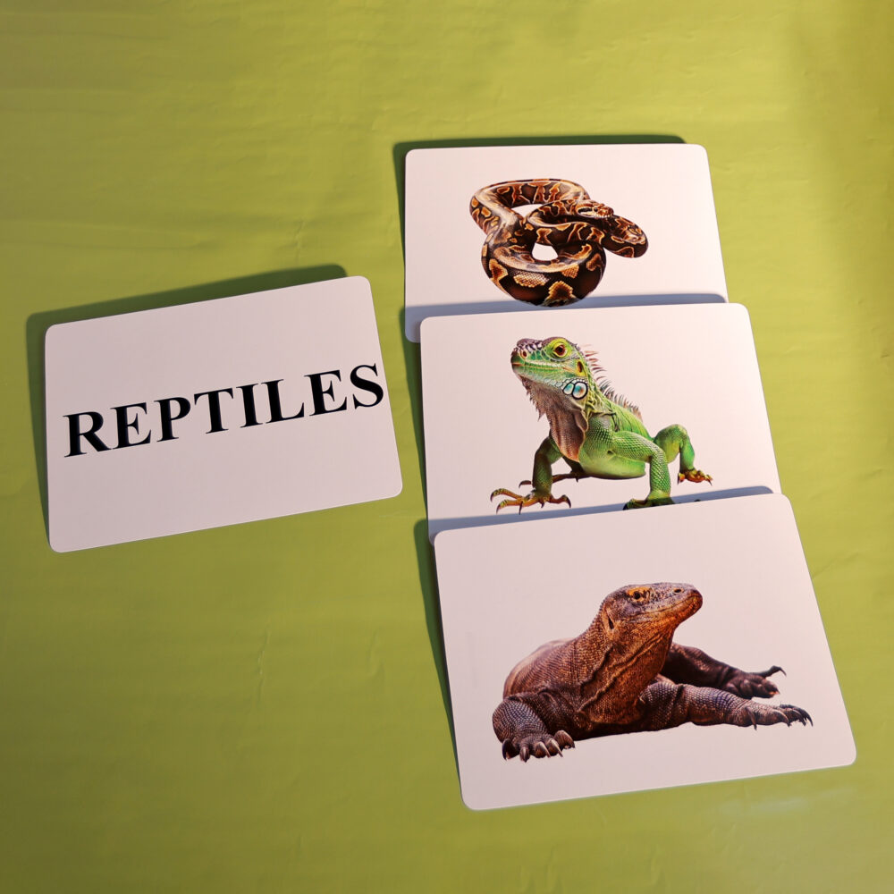 REPTILES - Image 3